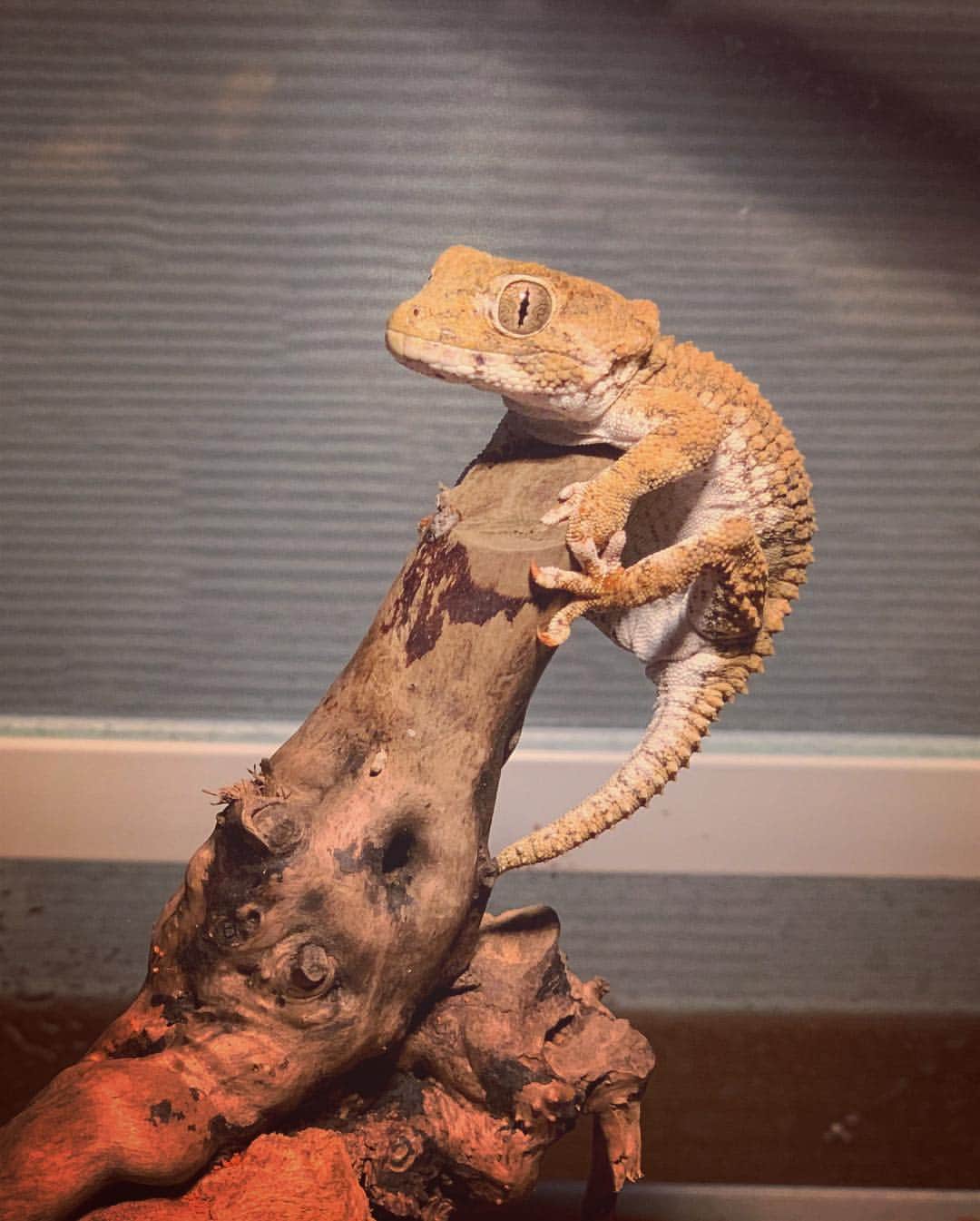 高松雪乃さんのインスタグラム写真 - (高松雪乃Instagram)「ぎりぎりgecko✴︎ #ヘルメットゲッコー #ウリボーゲッコー #はちゅドル #爬虫類 #Helmetedgecko #gecko」11月20日 14時11分 - yukinotakamatsu
