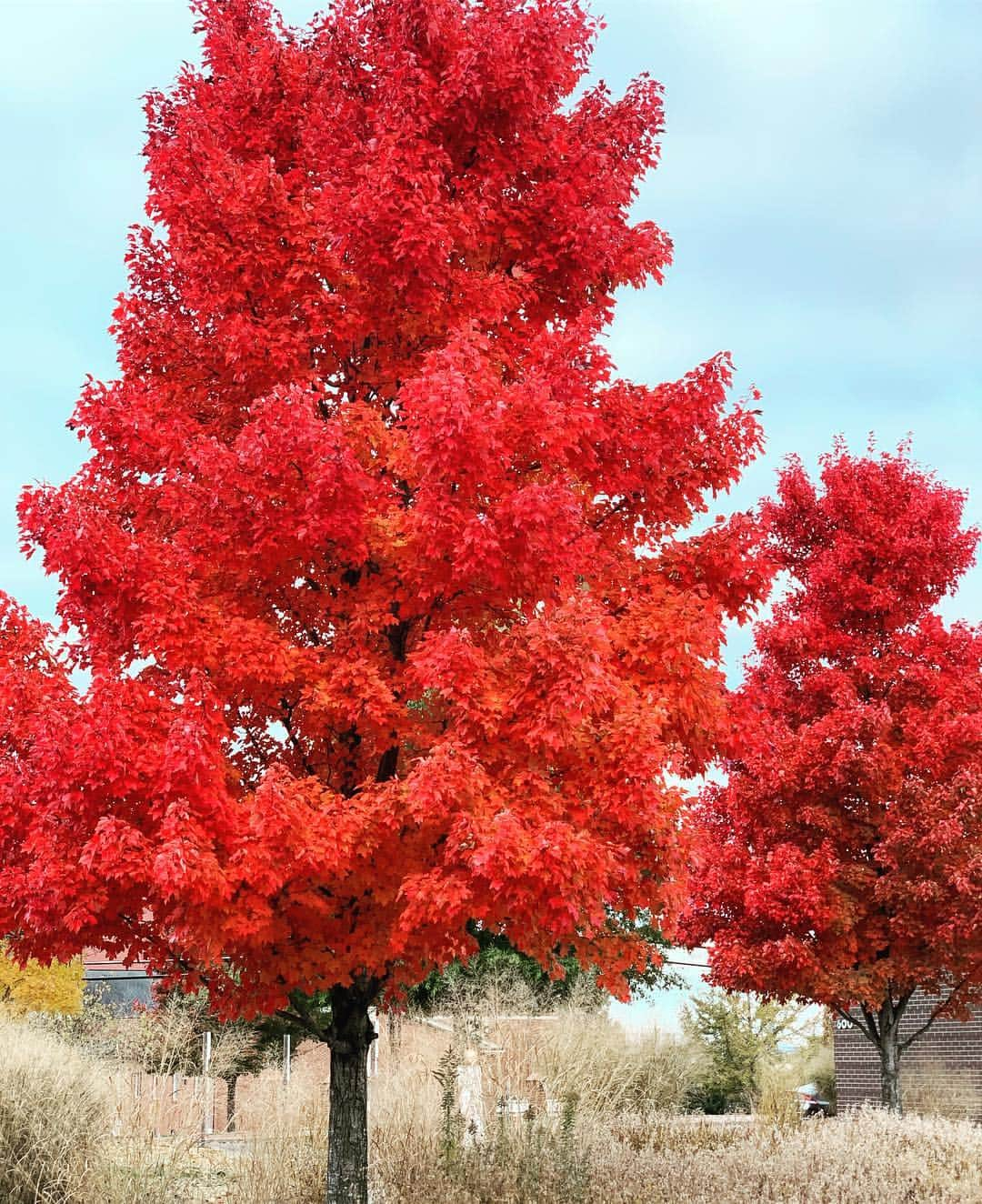 アンジェラ・アキのインスタグラム：「息をのむほど美しい木に出会うと釘付けになる。When nature takes your breath away. #autumninnashville」