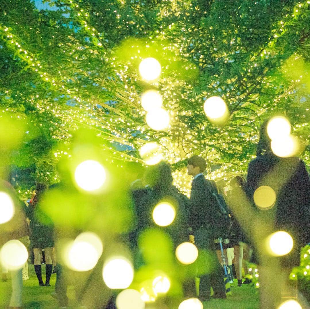 Meiji Gakuin/明治学院大学/明学さんのインスタグラム写真 - (Meiji Gakuin/明治学院大学/明学Instagram)「11/22はクリスマスツリー点灯式。 点灯のカウントダウンを、ぜひ白金キャンパスで。  #冬 #自由 #景色 #夜景 #大学 #明学 #学生 #友達 #写真 #カメラ #クリスマス #明治学院大学 #meijigakuin #university #view #japan #best #good #instagood #instalike #Christmas #photography」11月20日 15時48分 - mguniv