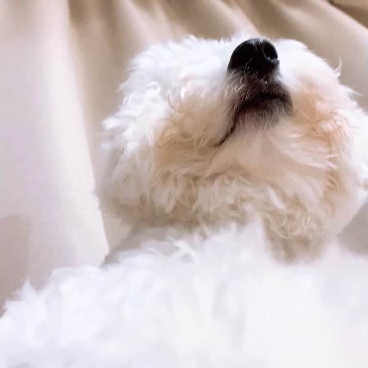 ハナマサのインスタグラム：「歯のチェック。 #ビションフリーゼ #hanamasagram #ハナマサグラム」