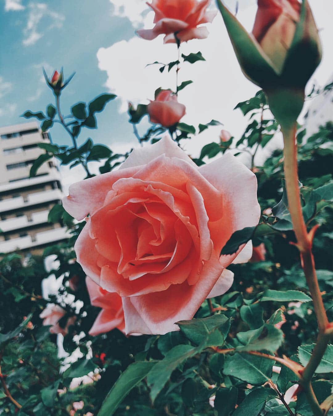 谷まりあさんのインスタグラム写真 - (谷まりあInstagram)「ただいまぁ🇯🇵朝からお花に囲まれて幸せな撮影🥰❤️ #maria_flower #marimaripics」12月5日 12時36分 - mariaaaa728