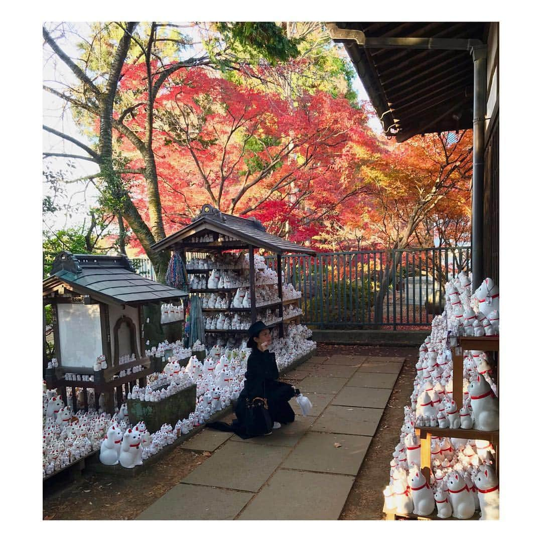 菜々緒さんのインスタグラム写真 - (菜々緒Instagram)「#豪徳寺  #おんな城主直虎 #たまちゃん」12月5日 14時02分 - nanao_official