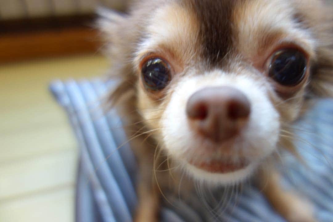 鈴木あやさんのインスタグラム写真 - (鈴木あやInstagram)「アイたんのどあっぷ。💋 悲しいことに犬アレルギーになってしまいました…🤧泣 年々、鼻炎問題がひどくなる。  #ilovemydog #dog #愛犬 #アレルギーでも触りまくる #🐶」12月5日 14時55分 - techitechiaya