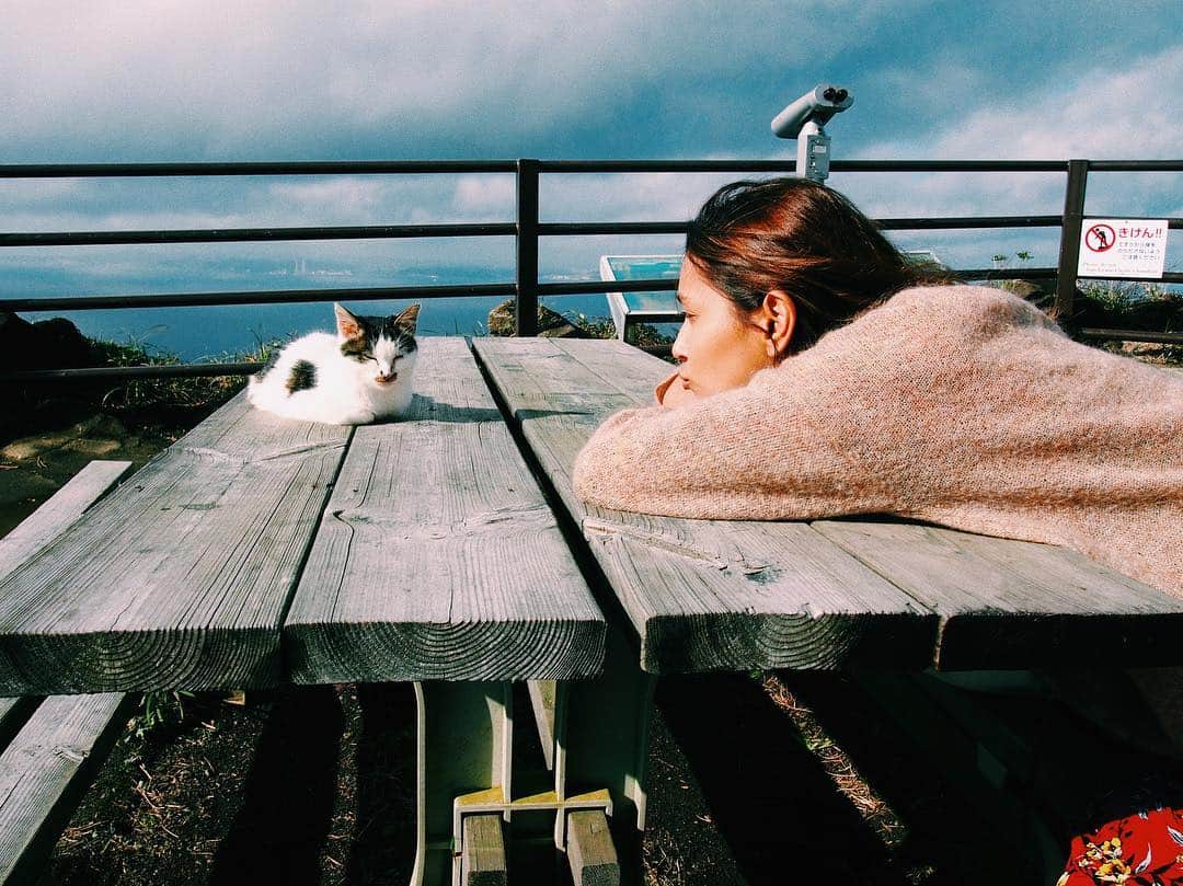 のインスタグラム：「山の上のネコ。ぶあいそ。  Cat on the mountain. . . . #cat #猫 #鋸山 #日本寺 #歴史旅 #国内旅行 #旅 #trip #mountain #travel #temple #japan #japantrip #千葉 #房総半島 #日本 #ドライブ #パワースポット #chiba #model #南房総 #旅行」