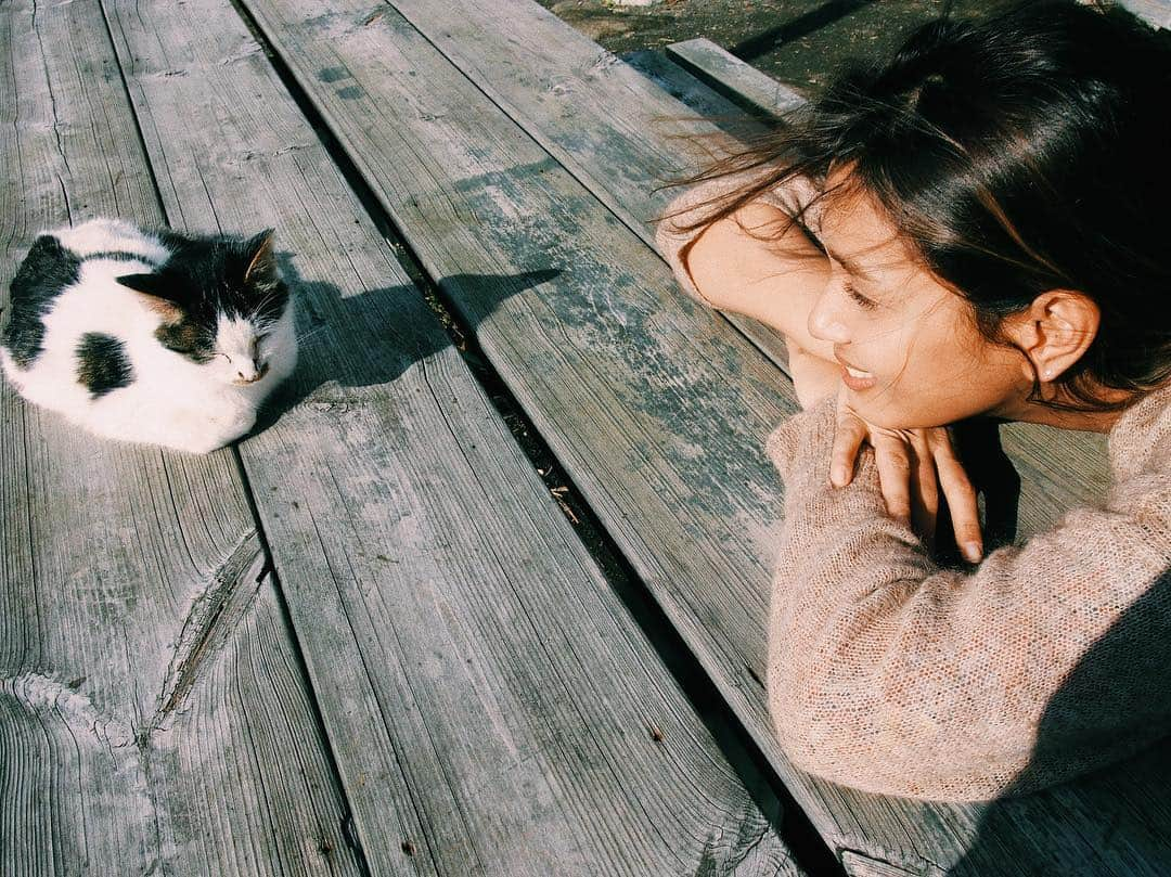 加治まやさんのインスタグラム写真 - (加治まやInstagram)「山の上のネコ。ぶあいそ。  Cat on the mountain. . . . #cat #猫 #鋸山 #日本寺 #歴史旅 #国内旅行 #旅 #trip #mountain #travel #temple #japan #japantrip #千葉 #房総半島 #日本 #ドライブ #パワースポット #chiba #model #南房総 #旅行」12月5日 15時45分 - mayakaji