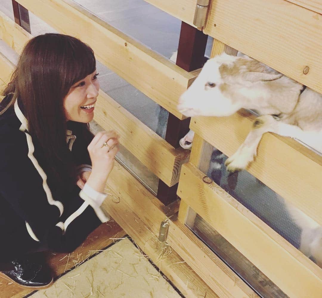 山本愛子さんのインスタグラム写真 - (山本愛子Instagram)「昨日はこのメンバーで、「大手町牧場」へ！  ここは東京駅からすぐ近くのビルの中！ 信じられます！？笑  アルパカや山羊や牛など様々な動物たちが出迎えてくれます♥ 餌やりもできるよ✨  も〜可愛くて可愛くて癒やされた…♥ もともと磯道はるかちゃんが教えてくれた場所で、はるかちゃんも一緒に行くはずだったけどお仕事で来られなくなっちゃったので、今度ははるかちゃんも一緒に来たいな〜(*´︶`*)❀ #大井町 #大手町牧場 #ジャージー牛 #アルパカ #スワイプしてね」11月21日 8時21分 - aikoyade1219