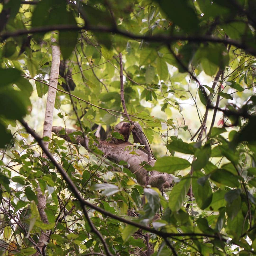 久保田智子のインスタグラム：「🐒 ゆぅぅぅぅくぅぅぅりぃぃ動く #ナマケモノ #sloth #costarica」