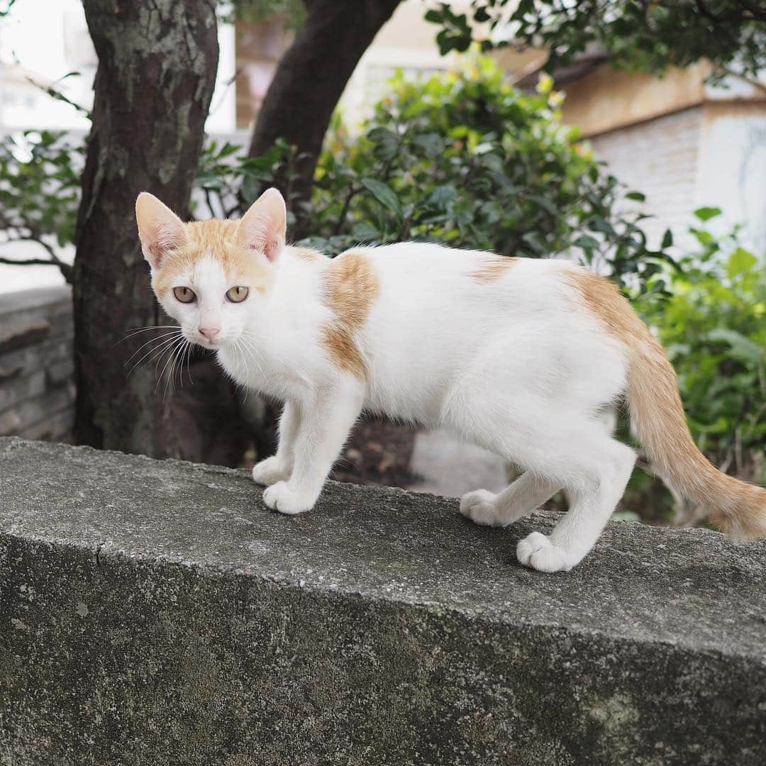 藤崎奈々子さんのインスタグラム写真 - (藤崎奈々子Instagram)「せっかく沖縄に来たので 壺屋やちむん通りへ ・ 2枚目のお店の食器可愛かったー 作家のお兄さんも親切で、色んなお話を聞かせてくれました(*^^*) ・ そして、たくさんのニャンコがいて 可愛かった♡ ・ #沖縄 #女子旅  #カメラ女子 #やちむん #やちむん通り  #食器 #ねこ  #gap」11月21日 7時12分 - nanakofujisaki