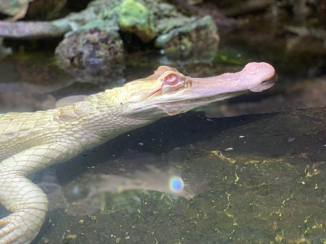 高松雪乃さんのインスタグラム写真 - (高松雪乃Instagram)「アメリカアリゲーターの純白🐊‼︎ いつ見ても綺麗です。 食物連鎖の頂点。  #アメリカアリゲーター #アリゲーター #ミシシッピワニ #ワニ #爬虫類 #はちゅドル #Americanalligator  #alligator」11月21日 11時16分 - yukinotakamatsu