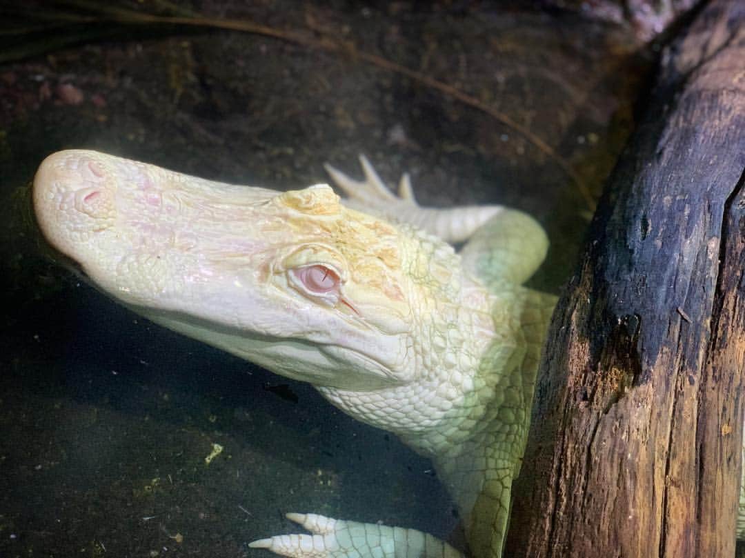高松雪乃さんのインスタグラム写真 - (高松雪乃Instagram)「アメリカアリゲーターの純白🐊‼︎ いつ見ても綺麗です。 食物連鎖の頂点。  #アメリカアリゲーター #アリゲーター #ミシシッピワニ #ワニ #爬虫類 #はちゅドル #Americanalligator  #alligator」11月21日 11時16分 - yukinotakamatsu