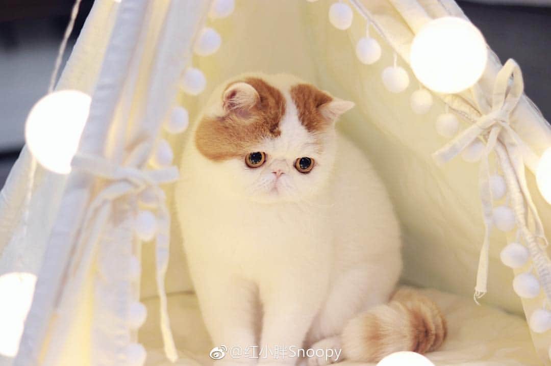 のインスタグラム：「. . . . . #catsofinstagram」