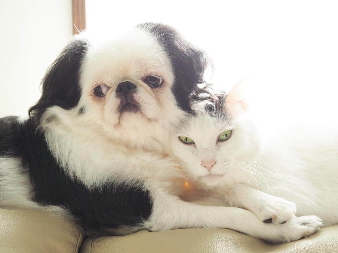 juntowaさんのインスタグラム写真 - (juntowaInstagram)「たらちゃんが大好き。#寄り添う#犬と猫」11月21日 19時36分 - juntowa