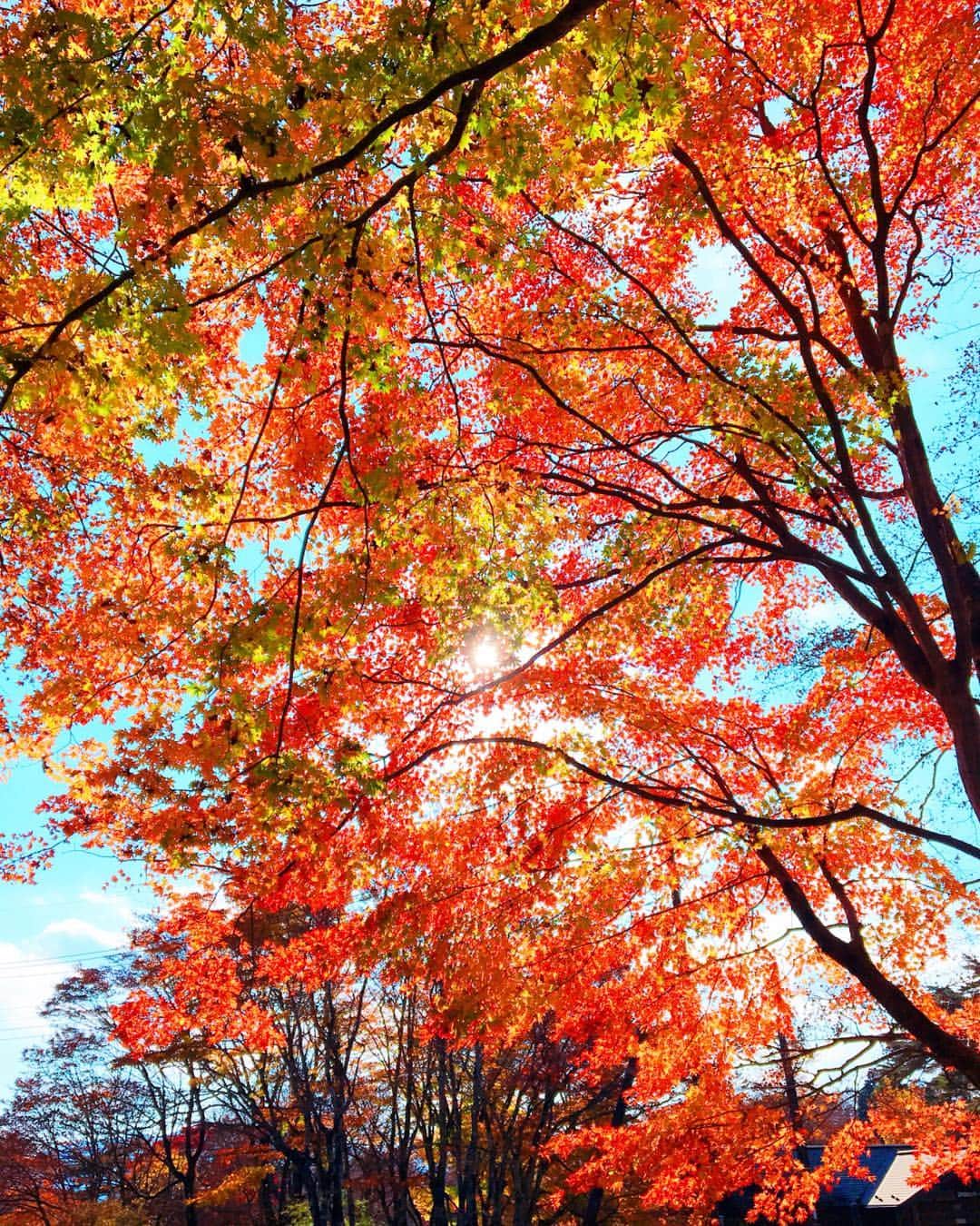 かすみりささんのインスタグラム写真 - (かすみりさInstagram)「🐰💕 ． 2018年、紅葉🍁1 ． 先日、霧降の滝へ行きました🍂🍁🐿 ． 紅葉がとっても素敵でした(*˘︶˘*) ．  #紅葉#秋#秋晴れ#綺麗#素敵#癒し」11月21日 23時08分 - risa_kasumi