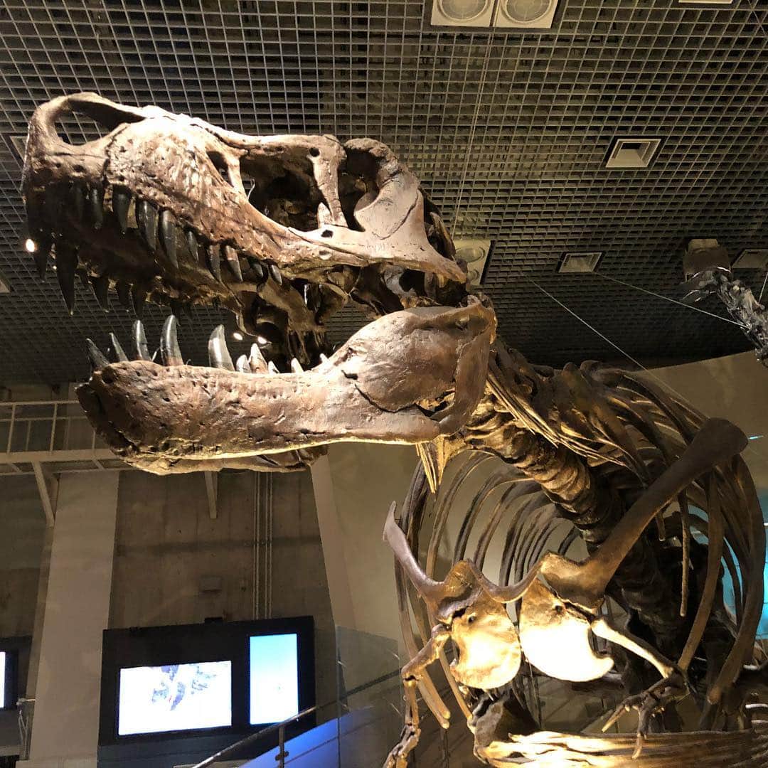諸岡なほ子さんのインスタグラム写真 - (諸岡なほ子Instagram)「先日、上野動物園でシャンシャンとシンシンがまだ同じお部屋にいるところを見た後は、そのまま国立科学博物館へはしご。目指すは恐竜。  1枚目は、ドラえもんの映画に出てくるピー助こと、フタバスズキリュウ。エラスモサウルス科。この、ヒレみたいな前足の形、長い首、かわいい。 2枚目は、息子と図鑑で覚えたばかりだったから見つけた瞬間にふたりしてテンション上がったかっぱ頭、パキケファロサウルス。 ティラノサウルスやアパトサウルスやトリケラトプスやデイノニクスやミクロラプトル…。いつのまにかたくさんの恐竜の名前を覚えた息子、と私（笑。 今の２人の夢は、福井県立恐竜博物館へ行くことと、国立科学博物館で真鍋真さんに偶然会って恐竜のお話を聞くこと。というのも、息子と開く恐竜の本の多くに、「監修 真鍋真（国立科学博物館）」と書かれているから。我が家ではもうほとんどアイドルのような、神のような、憧れの名前。 通いつめれば叶うかな？ おちび向けのワークショップとかないのかなー。  あ、最後の方の2枚は、上野動物園にて。パンダを見るために1時間並んで疲れかけたところにイチゴ牛乳投入でご機嫌回復の図と、日本最古のモノレールの中で。4歳男児とのデートは、前より大変さは減って共有できることは増えて、なんだかすごく楽しい！  #国立科学博物館 #フタバスズキリュウ #パキケファロサウルス #真鍋真 #上野動物園 #日本最古のモノレール #futabasaurus #pachycephalosaurus #諸岡なほ子 #4歳男児」11月21日 23時39分 - morookanahoko