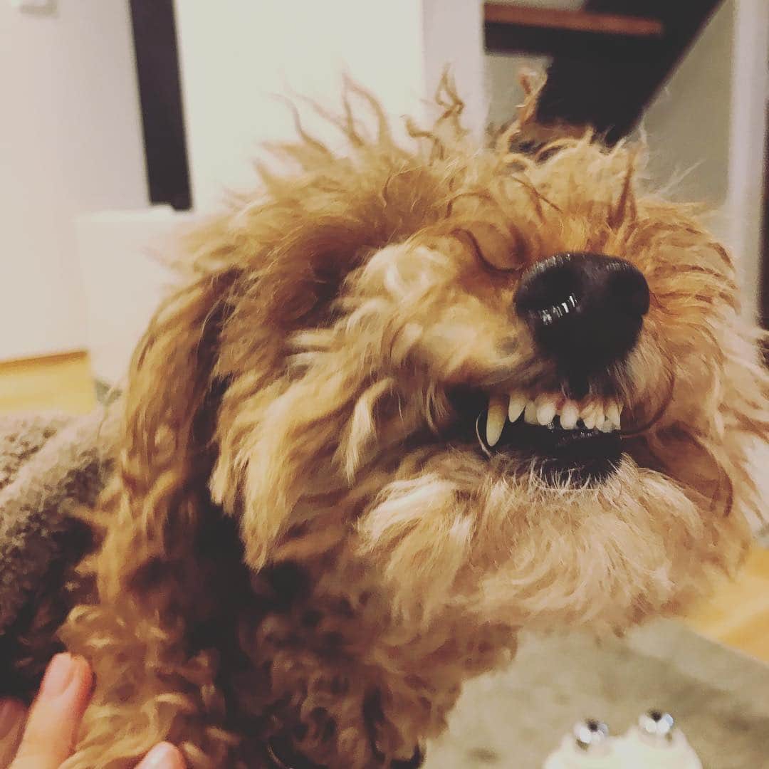 石川龍のインスタグラム：「もう怒った。 はじめて怒った顔を撮影できました。  #まめきち #トイプードル #トイプードル大好き  #toypoodle  #toypoodles #トイプードル女の子」