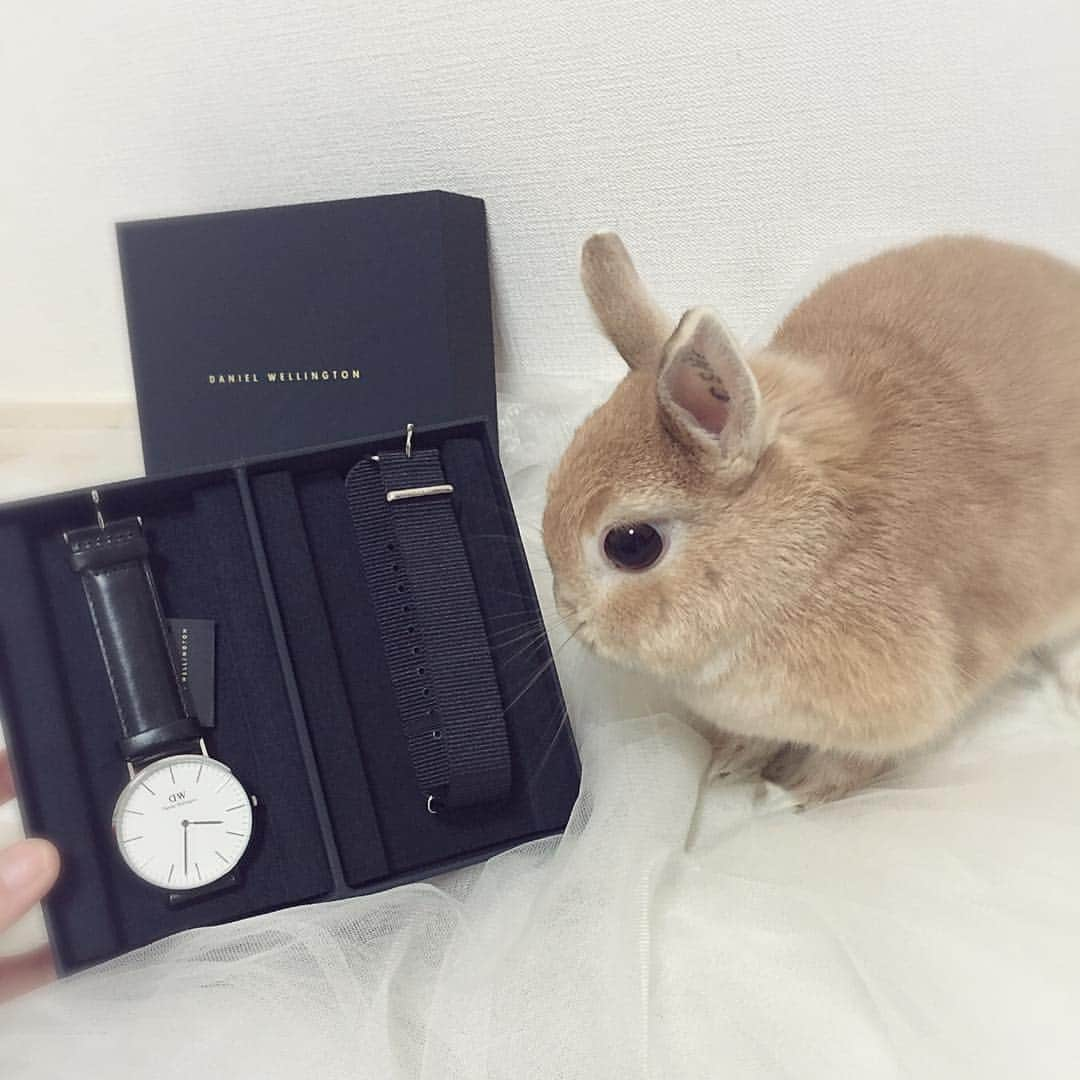 koume_chan__さんのインスタグラム写真 - (koume_chan__Instagram)「@danielwellington さんからこうめちゃんに素敵な🎄クリスマス🎄プレゼントが届きました☺️🙌🏻 こうめちゃんとお揃いのお洋服に合わせてみました☺️❤️❤️ 15%OFFクーポンコード：koume19 （全商品使用可） こちらのコードの有効期限は2019年1月15日までです。  Daniel Wellingtonクリスマスシーズン最大級のBlack Friday Campaignがまもなくスタート！ . . キャンペーン期間中、 ①腕時計とストラップの購入で20％OFF ②DAPPERシリーズ全品50％OFF ③ブラックフライデー限定ギフトボックス20%OFF ④以上15％OFFクーポン併用可能 DAPPER＋ストラップを購入の場合、50％OFFさらに20％OFF . .  @danielwellington #ダニエルウェリントン#Dwforeveryone #うさぎ #うさぎさん #ふわもこ部  #ネザーランドドワーフ #ネザーランド #netherlandsdwarf  #rabbit #rabbitstagram  #rabbitlove #rabbitlovers #うさぎのいる暮らし #ペット #instagood #instafashion #instapet  #rabbitlove」11月21日 23時52分 - koume_chan__