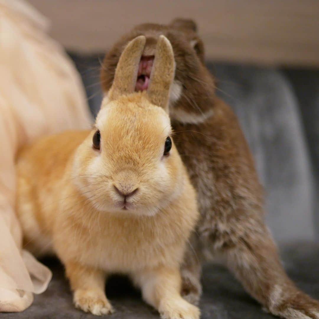 yun.ゆんさんのインスタグラム写真 - (yun.ゆんInstagram)「march.lemon🐻🍋 「お、や、す、み〜」 マーチにぃに、、顔が怖いでしゅよ〜〜😝 . . . #レモンはぼくのもの？ #おやすみなさい #うさぎ#ウサギ#ネザーランドドワーフ#ZIP写真部#レモン#ふわもこ部#マーチ #rabbits#rabbitsofinstagram #rabbitstagram #petstagram #march#instapet#cutepetclub #instarabbit #bunnies #bunnylove #lapin #pecotv #WeeklyFluff #lemon #netherlanddwarf #dailyflufffeature#animalland」11月22日 0時13分 - march.lemon
