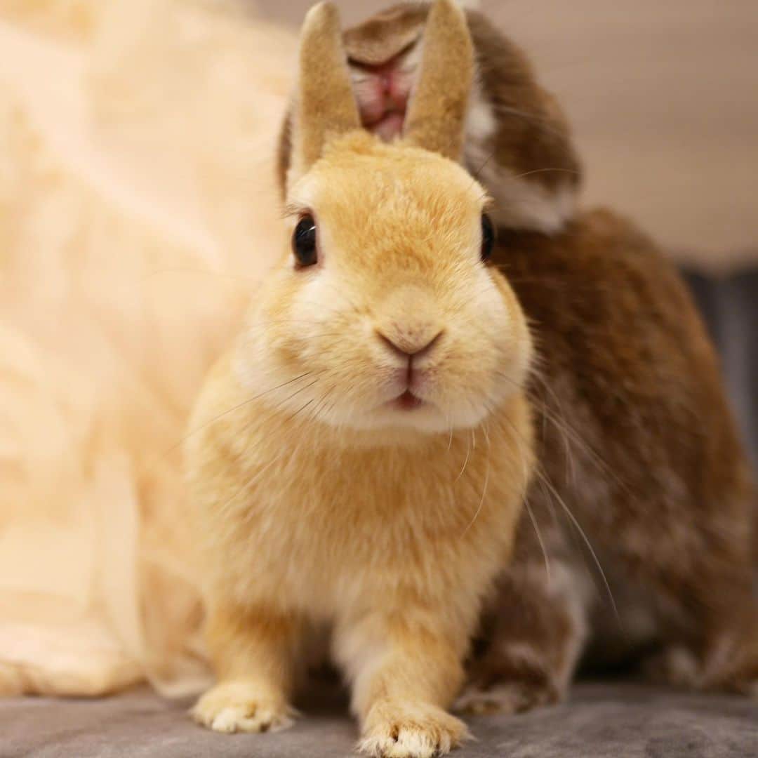 yun.ゆんさんのインスタグラム写真 - (yun.ゆんInstagram)「march.lemon🐻🍋 「お、や、す、み〜」 マーチにぃに、、顔が怖いでしゅよ〜〜😝 . . . #レモンはぼくのもの？ #おやすみなさい #うさぎ#ウサギ#ネザーランドドワーフ#ZIP写真部#レモン#ふわもこ部#マーチ #rabbits#rabbitsofinstagram #rabbitstagram #petstagram #march#instapet#cutepetclub #instarabbit #bunnies #bunnylove #lapin #pecotv #WeeklyFluff #lemon #netherlanddwarf #dailyflufffeature#animalland」11月22日 0時13分 - march.lemon