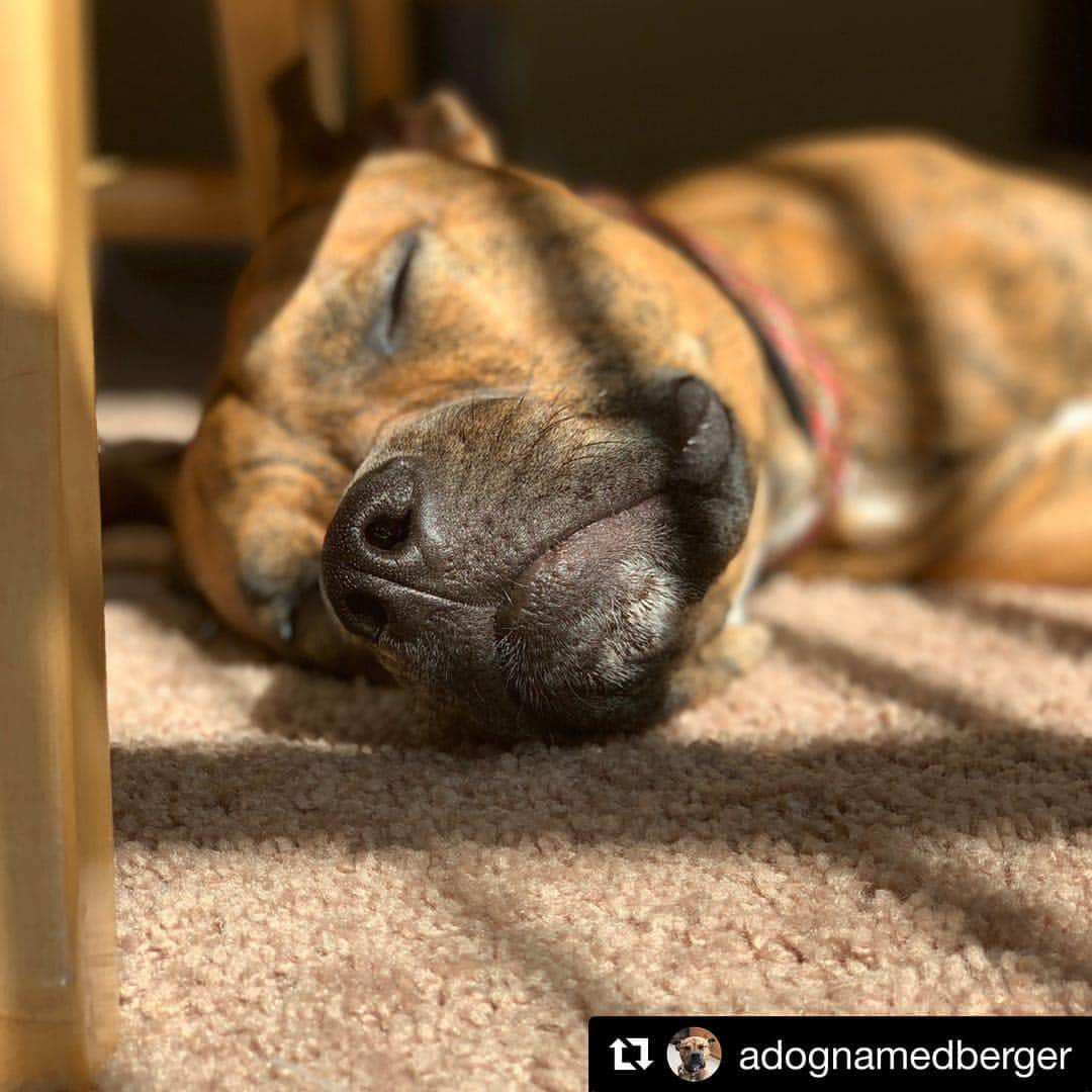 ケイ・パナベイカーのインスタグラム：「If only every day could be spent laying around with this one #Repost @adognamedberger with @get_repost ・・・ Birthdays were made for lazy naps in the sun #dogsofinstagram」