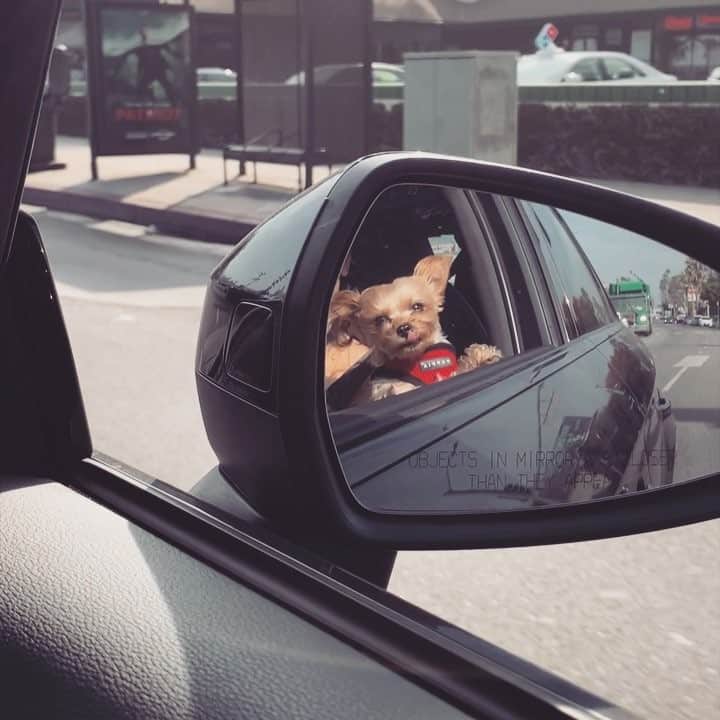 ステラ・ハジェンズのインスタグラム：「if you need something to be thankful for...」