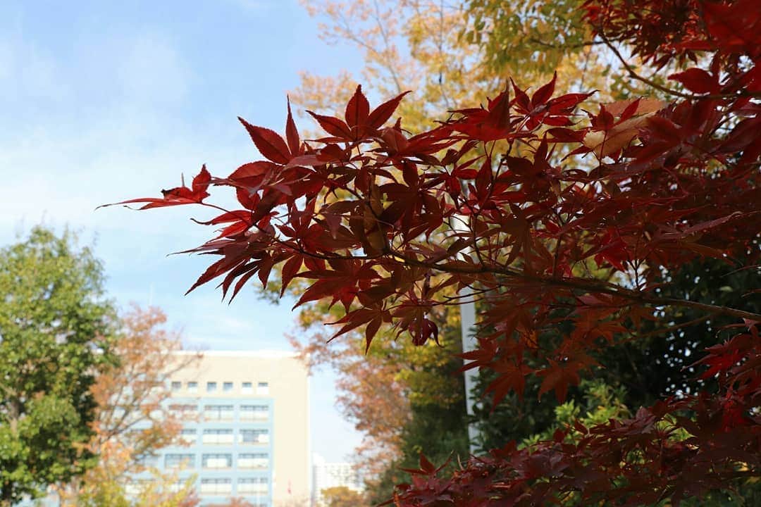 海老名市さんのインスタグラム写真 - (海老名市Instagram)「市役所の周りも紅葉がきれいです。 The surroundings of the City Hall is beautiful with red leaves. #市役所 #cityhall #秋 #fall　#autumn #もみじ　#maple  #どうだんつつじ　#dodantsutsuji #紅葉 #redleaf #colourfulleaf  #第3回好きです海老名　写真募集中 12月14日締切！　 応募フォームは市のホームページから、 「好きです海老名」で検索　 皆様からの秋の写真をお待ちしています。 The 3rd “#I love Ebina” photography Call for entry  Closing date: December 14  Application form is from the city’s home page: Search with “好きです海老名” (sukidesu ebina). Looking forward to receiving nice autumnal pictures.  #写真募集　#callforentry #好きです海老名  #住みたい住み続けたいまち海老名 #海老名市 #ebina」11月22日 15時44分 - ebina_official