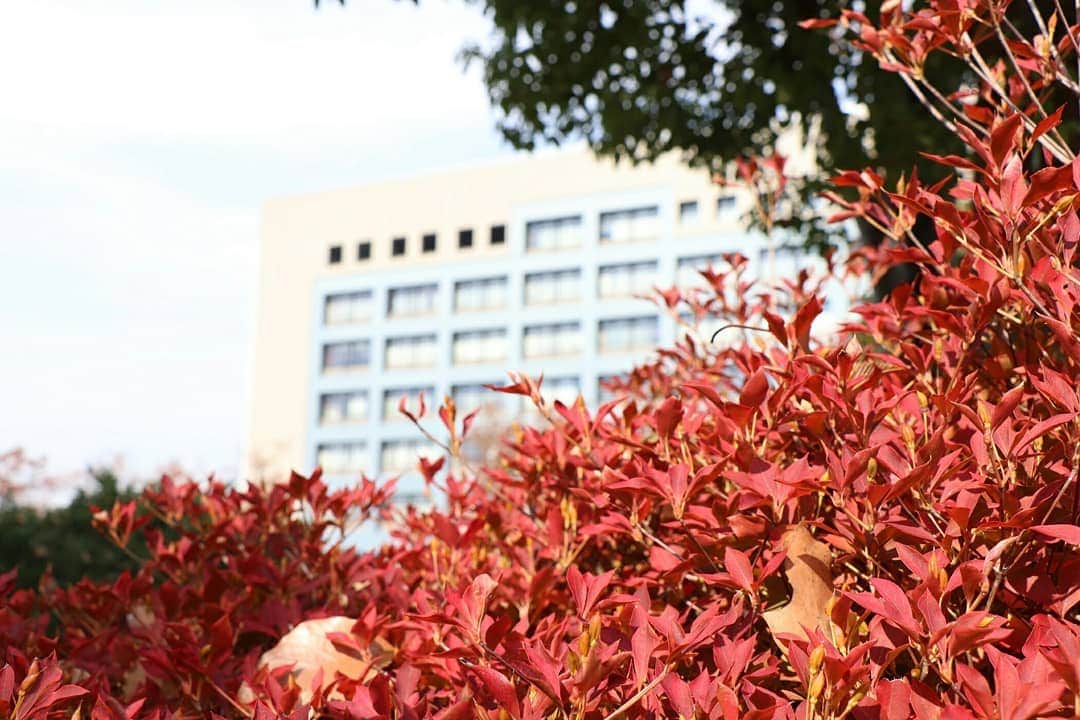 海老名市さんのインスタグラム写真 - (海老名市Instagram)「市役所の周りも紅葉がきれいです。 The surroundings of the City Hall is beautiful with red leaves. #市役所 #cityhall #秋 #fall　#autumn #もみじ　#maple  #どうだんつつじ　#dodantsutsuji #紅葉 #redleaf #colourfulleaf  #第3回好きです海老名　写真募集中 12月14日締切！　 応募フォームは市のホームページから、 「好きです海老名」で検索　 皆様からの秋の写真をお待ちしています。 The 3rd “#I love Ebina” photography Call for entry  Closing date: December 14  Application form is from the city’s home page: Search with “好きです海老名” (sukidesu ebina). Looking forward to receiving nice autumnal pictures.  #写真募集　#callforentry #好きです海老名  #住みたい住み続けたいまち海老名 #海老名市 #ebina」11月22日 15時44分 - ebina_official