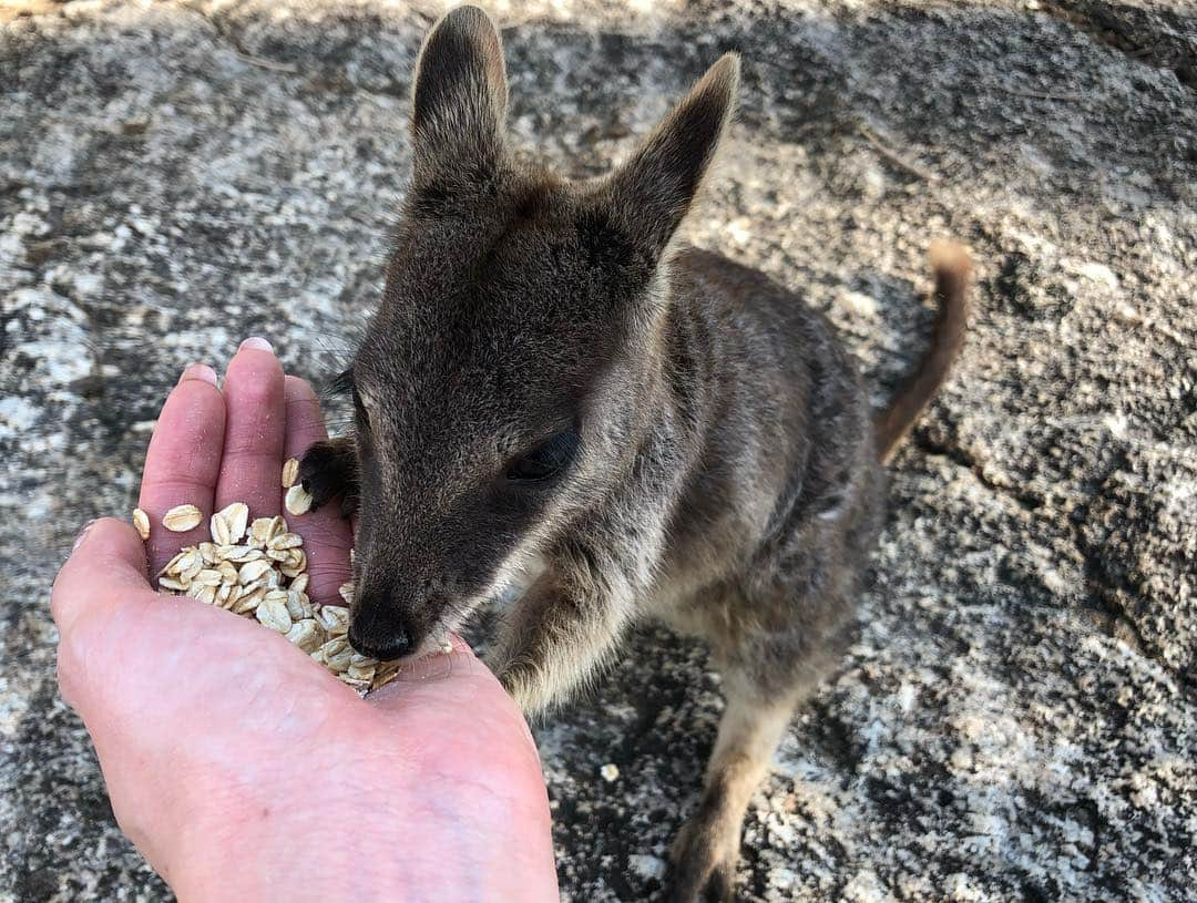 宇内梨沙さんのインスタグラム写真 - (宇内梨沙Instagram)「✳︎ ワラビー(●´ω｀●) わらわら出てきたよ。  野生を忘れて 餌をくれる人間に懐いてます✨  #赤ちゃんがニョキ」11月22日 16時33分 - risaunai