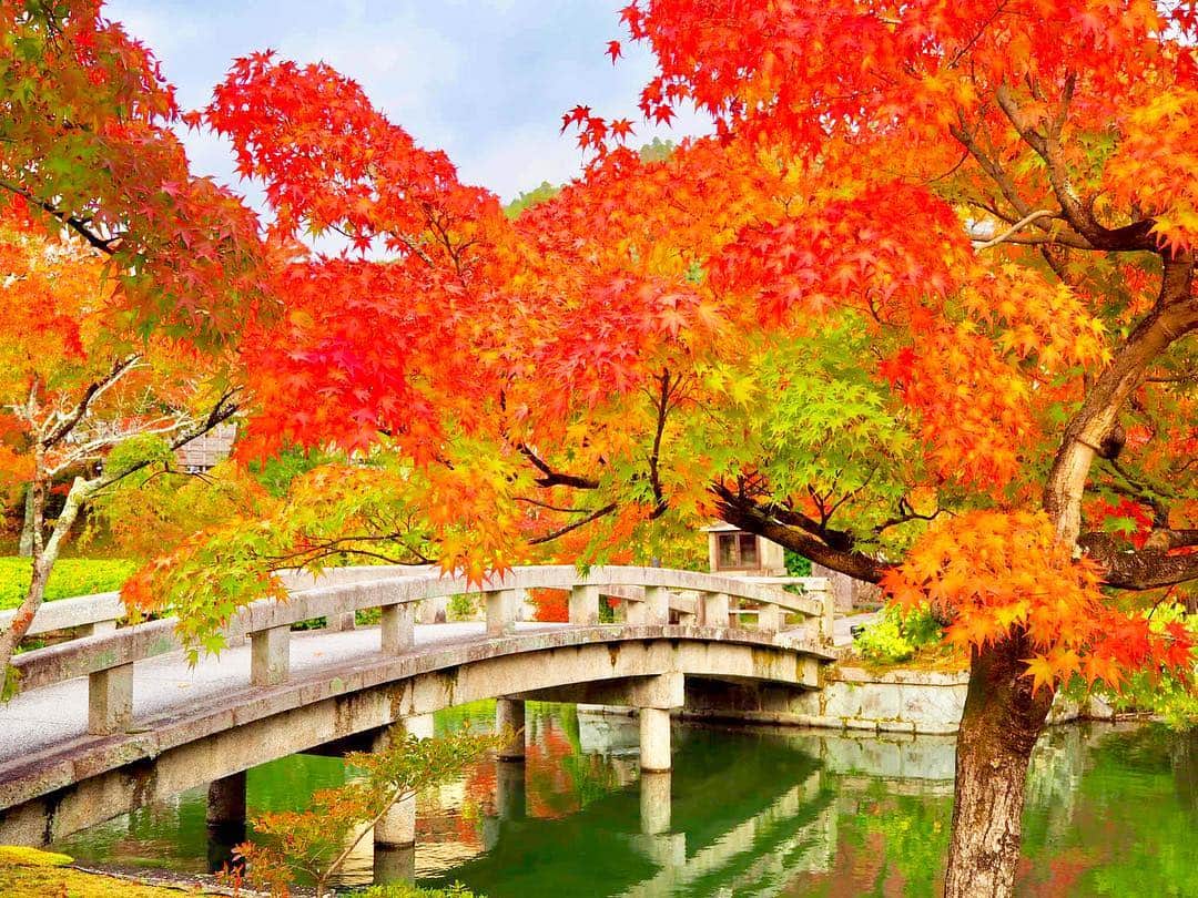 大寺かおりさんのインスタグラム写真 - (大寺かおりInstagram)「#京都の紅葉 🍁 #永観堂  名所はやはりハズレなく美しかったです。 . 秋の京都、最高☺️ . あっちもこっちもそっちも 見る世界全てが美しくて カメラ片手に巡ると すごくすごく楽しかったです✨ . #20181114 #もみじの永観堂 #京都 #紅葉 #京都の紅葉 #永観堂 #永観堂禅林寺 #永観堂の紅葉 #もみじ #秋 #お寺 #写真 #写真好き #ファインダー越しの私の世界 #写真が趣味 #フォトジェニック #紅葉狩り #京都紅葉 #photo #photography #photogenic #photooftheday #kyoto #happy #instagood #instapic #japan #camera #olympus」11月22日 20時37分 - kaori_ootera