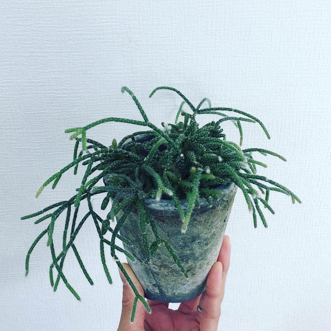 彩住宅さんのインスタグラム写真 - (彩住宅Instagram)「成長。 ここまで半年。 ・ ・ ・ #リプサリス#リプサリスピロカーパレフグレン#多肉植物」11月23日 13時42分 - saijyutaku