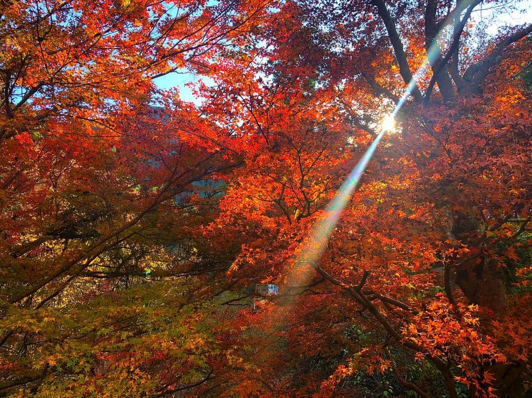 神崎恵さんのインスタグラム写真 - (神崎恵Instagram)「今だけの色を楽しみに、 いつもの場所へ。 #秋川渓谷 #秋の色」11月23日 17時32分 - megumi_kanzaki