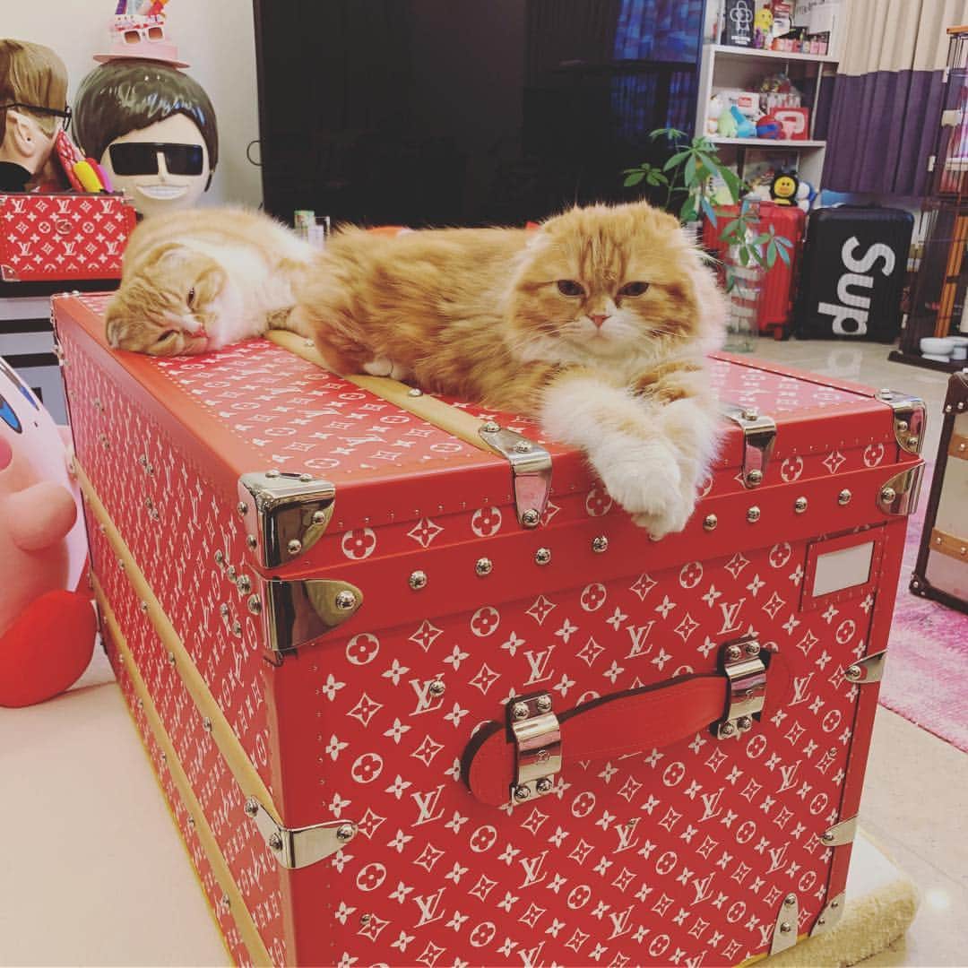HIKAKINのインスタグラム：「2匹仲良くヤバいところでおねんね😨💕 #まるお #もふこ #猫 #かわいい #ねこ」