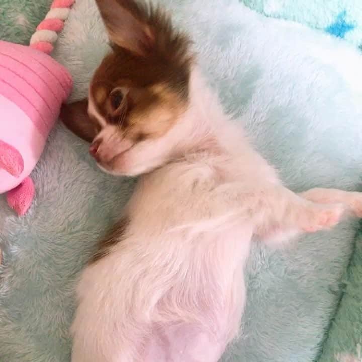 よきゅーんのインスタグラム：「毛玉くんとハイドくん☺️ ハイドはちょっと拗ね気味(笑)  #チワワ」
