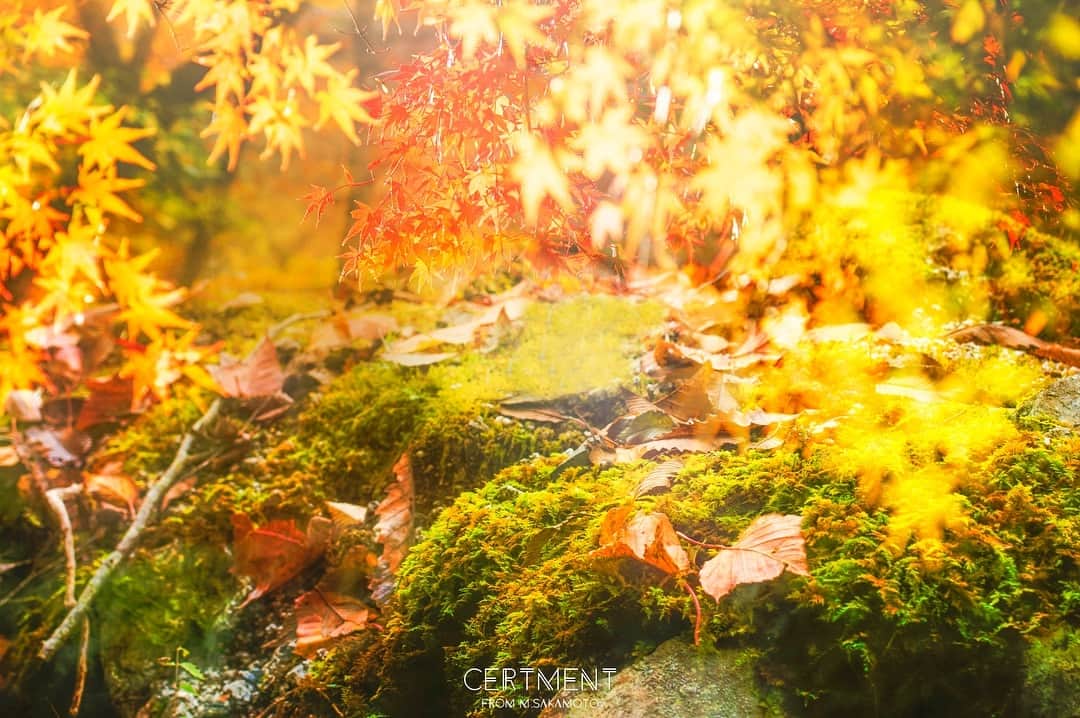 Manabu Sakamotoのインスタグラム：「. Nine of the panel meaning of 「autumn colors」 . . 「Autumn magic」 . . #moment #tokyocameraclub  #photooftheday #japan #instalike #autumn #colorsjp #naturephotography #canon #フィルムカメラ #写真好きな人と繋がりたい #写真部 #秋色 #幻想 #東京カメラ部 #フィルムに恋してる #キャノン #カメラ男子  #カメラ女子 #ig_japan #写真撮ってる人と繋がりたい #カメラのある生活 #pics_jp  #ファインダー越しの私の世界  #紅葉 #もみじ #ありがとう」