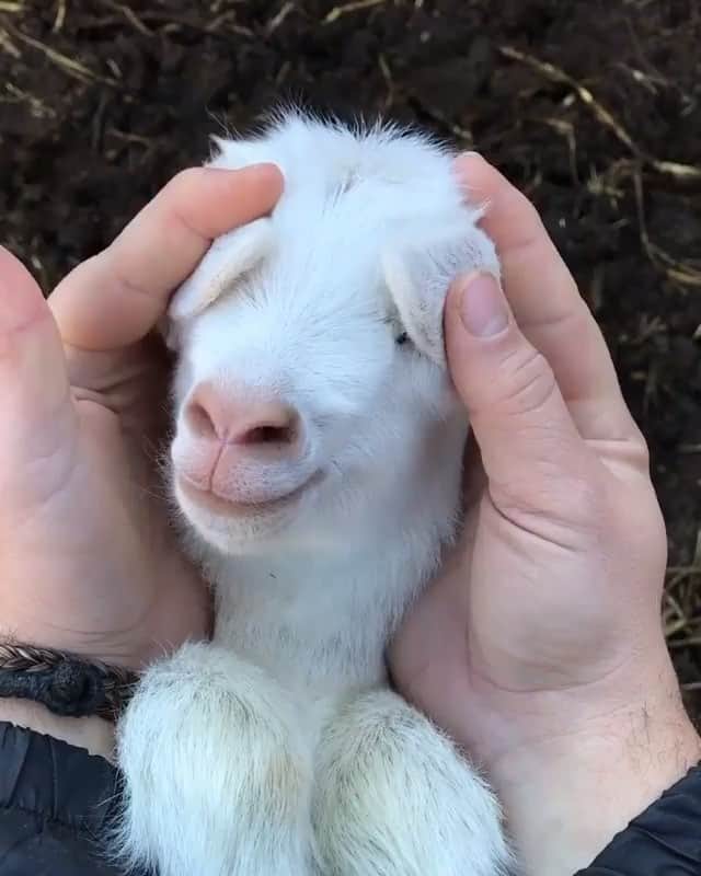 Animalsのインスタグラム：「Peek a boo! 😄 By @olcayyozer」