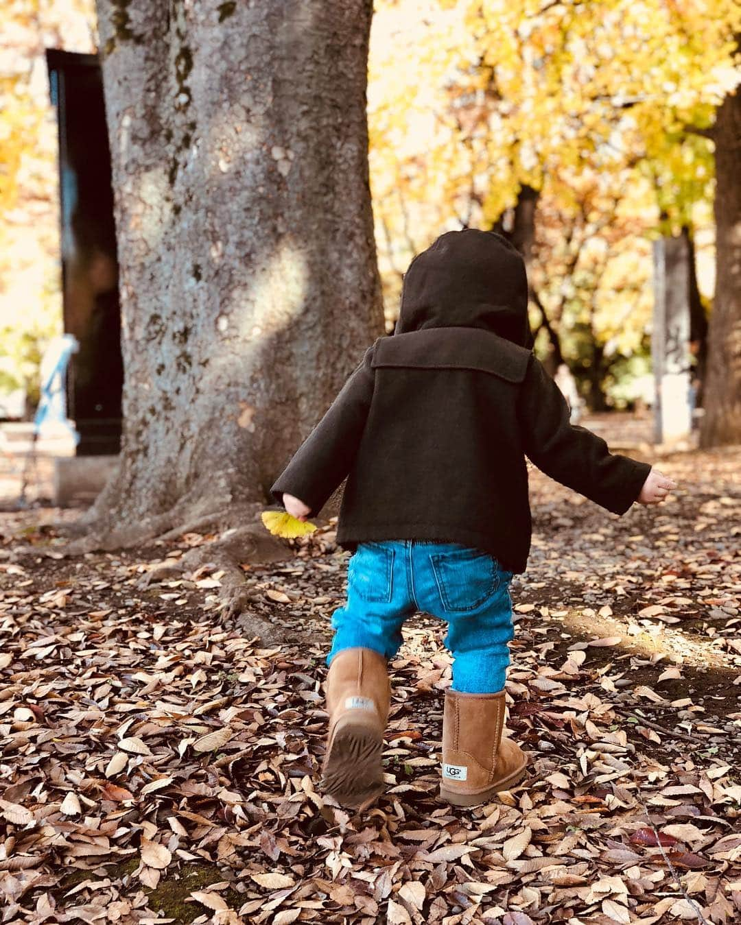 石塚錬さんのインスタグラム写真 - (石塚錬Instagram)「. 👦💬「ちいさい秋みぃつけた🍁😌」 . 👦💬「Found my autumn🍁😌」 . #最近はフードがお気に入り🎩 #落ち葉を拾い続けるのでいつもなかなか前に進みません😣🍁 #Recently Ren loves hood🎩 #Since Ren keeps picking up fallen leaves, he always does not move forward😣🍁 . #石塚錬 #成長日記  #秋 #autumn #가을 #Jatuh #ฤดูใบไม้ร่วง #銀杏 #ginkgo #은행 #แปะก๊วย #落ち葉 #fallen leaves #낙엽 #落叶 #Daun jatuh #ใบลดลง #ishizukaren #renishizuka #이시즈카렌」11月24日 19時03分 - ishizuka_ren