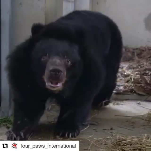 Bearsのインスタグラム：「#Repost @four_paws_international (@get_repost) ・・・ Long🐻 slowly recovers in quarantine: It will take time and intensive medical care for Long to recover from his years of suffering. Every step costs him strength. Our FOUR PAWS Viet Team will support Long's healing process in the coming weeks with much needed medication and healthy food. He will be gently and patiently encouraged to move. Long is a very uncomplicated bear who just seems to be happy to finally be treated well. Long is already very popular with all animal keepers at our BEAR SANCTUARY Ninh Binh 💚 Please support LONG's and TRANG's new beginnings ▶ LINK IN BIO . . . . . . . . . . . . . #FOURPAWS #VIERPFOTEN #vietnam #sos #bilebears #wildanimals #bear #bears #teamwork #animalwelfare  #bears #together #sanctuary #animalrescue #animalrights #animals #animal #sunbear #moonbear #rescue #happy #bears #wildanimals #newbeginning #safe #RIPsao #animals」
