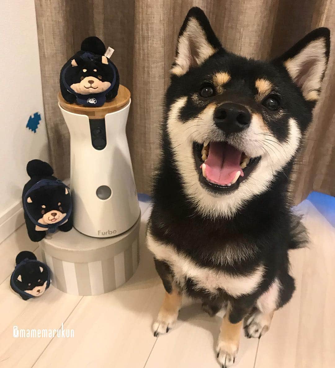 まめ丸のインスタグラム：「* * ちょっと前、カリカリのフードを全然食べなくなってたワガママなぼく🐶💦 でも、ファーボからポーン🌬で出てくるカリカリフードは楽しくていつも食べられるー❣️ 2まいめ、ポーン🌬をおすわりしてまつぼく🐶💓 #ママの声どこからきこえるのかな * 『 BLACK FRIDAY SALE ~Furbo史上最大の8日間~』 11/23-30まで @furbo_japan で ファーボくんが10,000円OFFの17,000円に❣️ ⚠️在庫限り、売り切れ次第終了⚠️ * #ブラックフライデーだからブラックの犬多め #ファーボでお留守番できるもん #さみしがりやのぼくもお留守番できるもん🐶💓 * #柴犬#豆柴#柴#黒柴#犬#ふわもこ部#shiba#shibainu#shibastagram#shibadog#puppy#instadog#dogstagram#dog#instashiba#petstagram#pet#cute#cutedog#강아지#doglover#weeklyfluff#furbo#ファーボ#まめ丸PR」