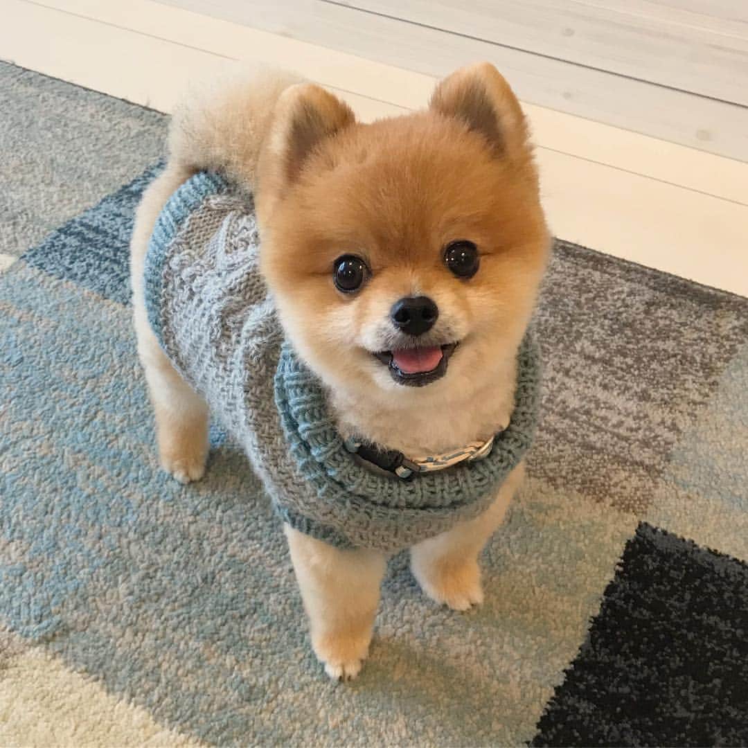 RIO POMEのインスタグラム：「川柳 おっさんと 子供にふりまけ この笑顔  名前 リオ  犬種 ポメラニアン 性別 男 年齢 5歳 ペンネーム rioriopom 都道府県 兵庫県  お散歩中…女子学生にかわいー❗️と叫ばれては抱っこしやがれと寄っていき… 熟女にあら❗️可愛らしい💕と言われれば足にしがみつくくせに… おっさんと子供は素通り。視界に入れない😅 あからさまなんどうにかならへん❓  #ポメラニアン #pomeranian  #犬 #dog #dogstagram#doglover #愛犬 #わんこ #ポメラニアン大好き #ポメラニアンが世界一可愛い #pom #ぽめらにあん #ポメ#pomeraniansofinstagram  #pomeranianlove #ふわもこ部 #いぬバカ部 #癒しわんこ#instapic#pomstagram #puppy #dogsofinstagram #cute#cutedog #犬服 #犬服ハンドメイド #編み物 #犬ニット#犬服セーター #JJ3月号犬猫どっち」