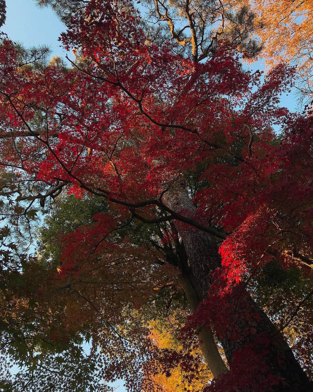 松原凜子さんのインスタグラム写真 - (松原凜子Instagram)「いまかいまかと待っていました🍂 やっと紅葉してくれました♪  良いお天気に恵まれて良かった。 名古屋へ向かっております😊 予約して下さった皆さんに何事もなく無事にお越し頂けますように！」11月25日 9時10分 - rinko_matsubara