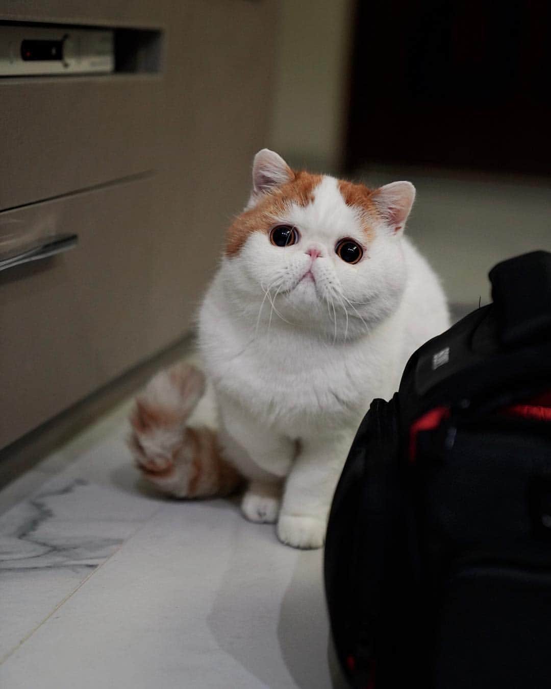 snoopyのインスタグラム：「. . #snoopybabe#catsofinstagram」