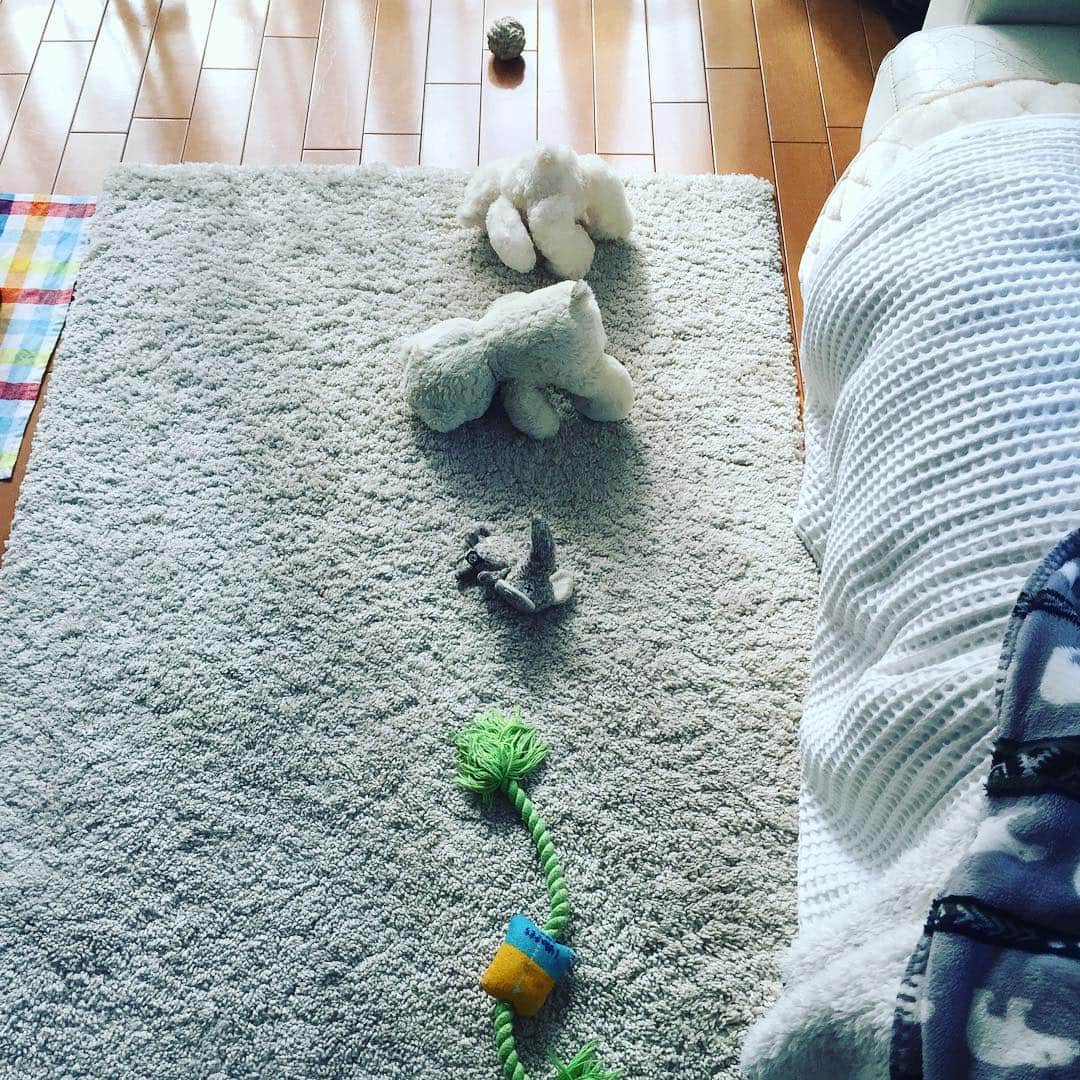 山中崇史のインスタグラム：「🐾うちのワンコは時々私達を驚かすような事をします。気付くとドッグフードやおもちゃが並んでいるのです。故意に並べているわけではないと思うけれど何度かあるのでココにその証拠写真を。私はこれを『惑星直列』と呼んでいます🐾 #わんこ  #いぬ  #犬  #dog  #惑星直列」