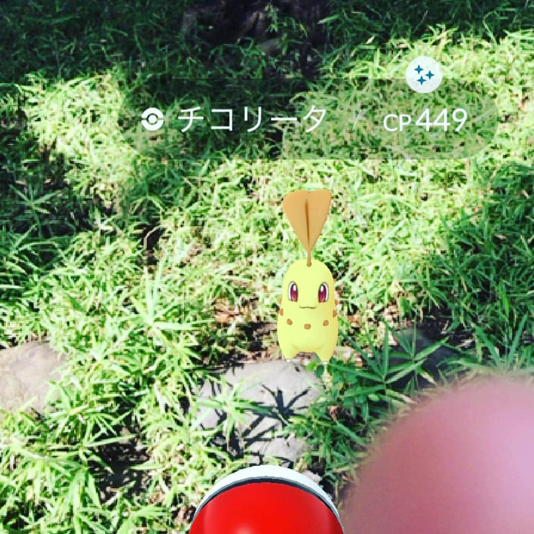増田順一のインスタグラム：「ドキドキしたあの日。チコリータ色違いゲットしたけど、気持ちはここになく(笑) ・・・この15分後にメルタン登場！ #ポケモン #Pokemon #pokemongo #letsgo #letsgopikachu #letsgoeevee #game #nintendo #nintendoswitch #meltan」