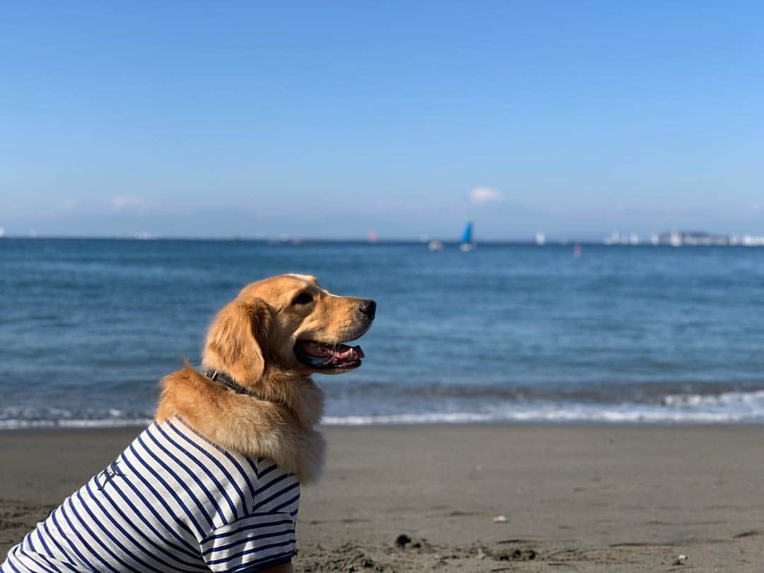 のインスタグラム：「🐶🎣🗻⛵️ 海も富士山も綺麗でした。 #あさんぽ#葉山#森戸海岸#goldenretriever#ゴールデンレトリバー#休日」
