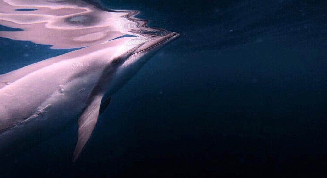 LDL TRAVEL 公式のインスタグラム：「📍: Hawaii . 普段触れ合えない、海の生き物達🐬 . . 出逢えるのが旅の醍醐味ですよね🖤 . . . ✈︎ @takane_naia_lei . .  #海 #イルカ #海のある生活」