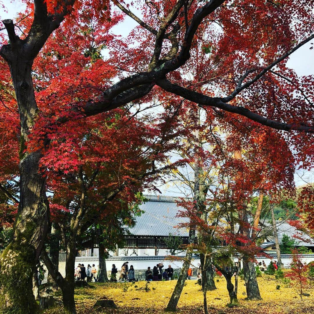 高本剛志さんのインスタグラム写真 - (高本剛志Instagram)「南禅寺の紅葉が見頃です。 絶景かな絶景かな。 京都大好き。 #南禅寺」11月25日 20時04分 - takamoto76