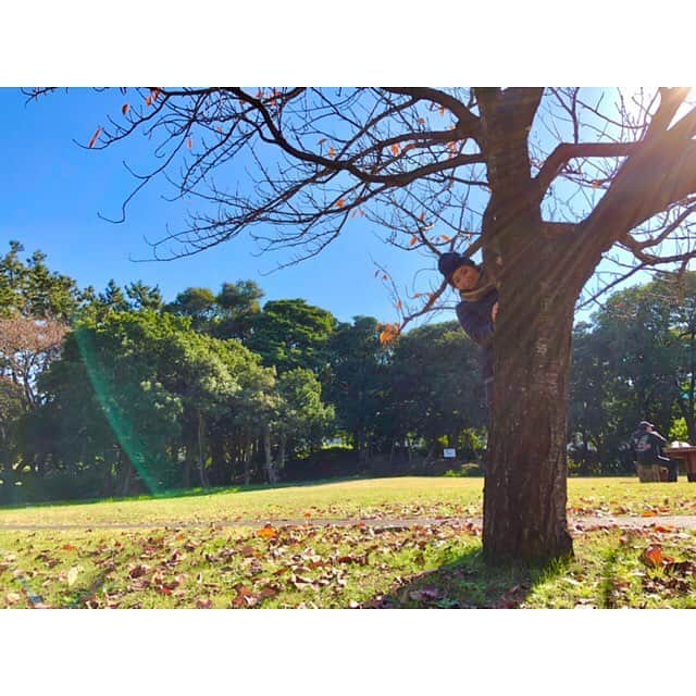 池江璃花子さんのインスタグラム写真 - (池江璃花子Instagram)「* 長い3週間の試合期間が終わりました！ 最後はすごくきつかったけど、良いレースもあったし、あとは冬場頑張るだけ🤩✨ 写真は関係ないけどお昼お散歩した時に木登りしたよ🌲☀️」11月25日 22時53分 - ikee.rikako
