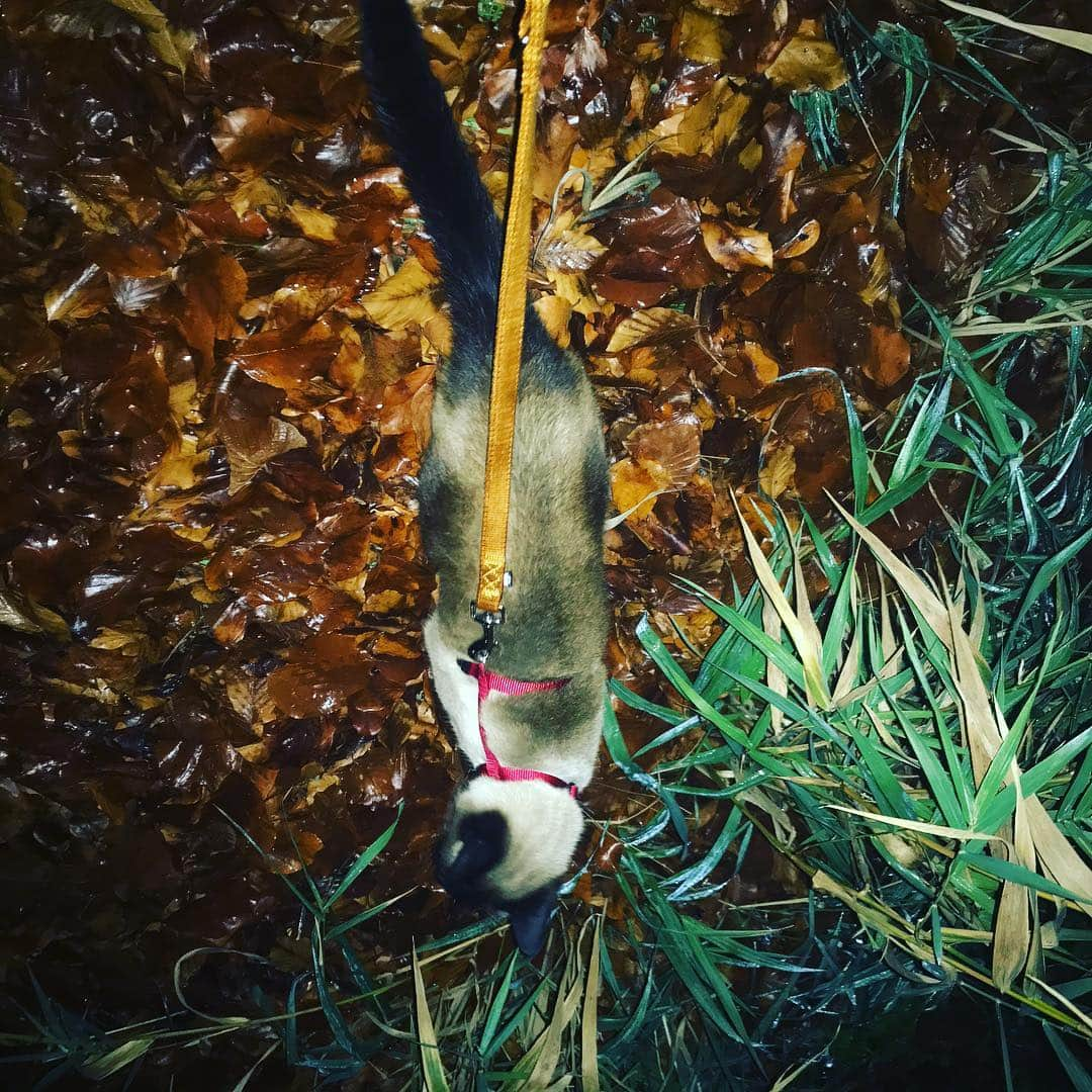 アリアネ・フリードリヒのインスタグラム：「Yes- Iam walking with my cat 🙅‍♂️ I NEVER imagined, that this day will come, but Carlos decided to conquer our fence like it will be a Olympic discipline, so I decide to take him every day out for a little walk. 🤦‍♂️ Oh my God- This Cat is really special! #thaikatzenvomtempelgarten #Carloswantsmore #spuernase #katzenleine #thaicat #katze #thaikatze」