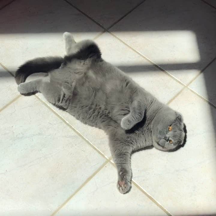 Baconのインスタグラム：「Just casually walking downstairs to find some obstruction 😮✋🏼❌🐱 #monday #lol #cattrap」
