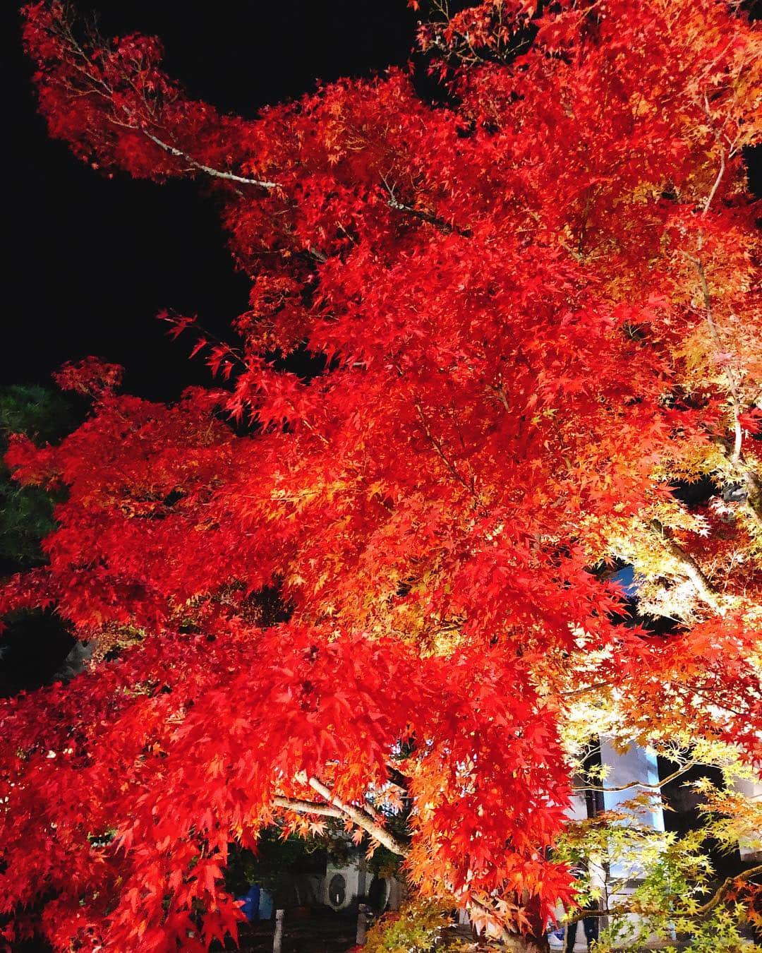 吉川ちかさんのインスタグラム写真 - (吉川ちかInstagram)「京都の紅葉ライトアップ めっちゃ綺麗😭💓 真っ赤すぎるよーーー!! . やっぱり日本は素敵だな。 感動しちゃう😂💕 二日酔いも吹き飛んだw . あ！ちなみにこのダウンは パリハマーネから発売予定のダウン👐 (@parihummerne_official )  #京都旅行 #京都観光 #kyoto#japan#日本#観光#四季#紅葉#紅葉ライトアップ」11月26日 19時25分 - yoshikawachika_1116