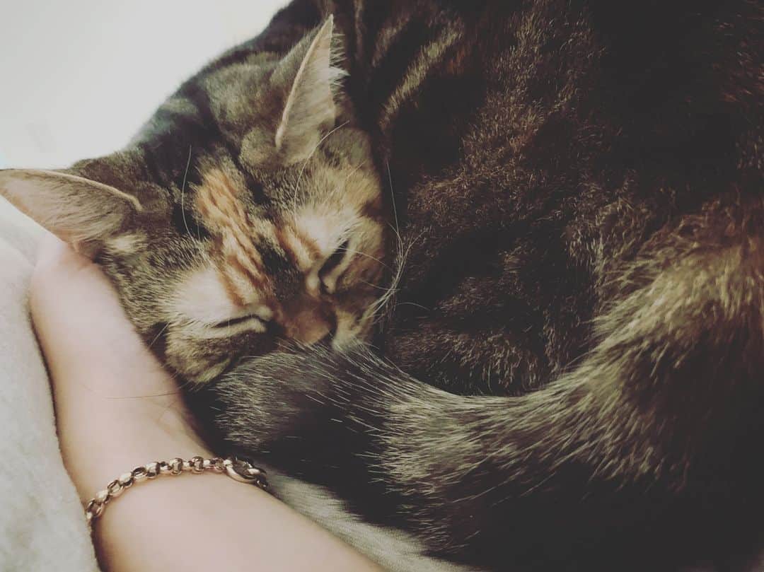 水川あさみのインスタグラム：「寒くなってくるとね、猫様からべったりタイムのご褒美🐈」